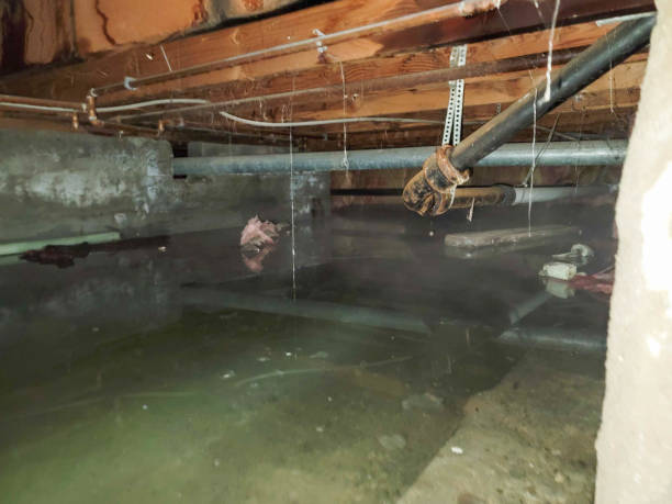 Best Basement water damage restoration  in Parkville, MD